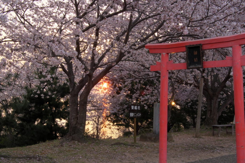 桜と鳥居
