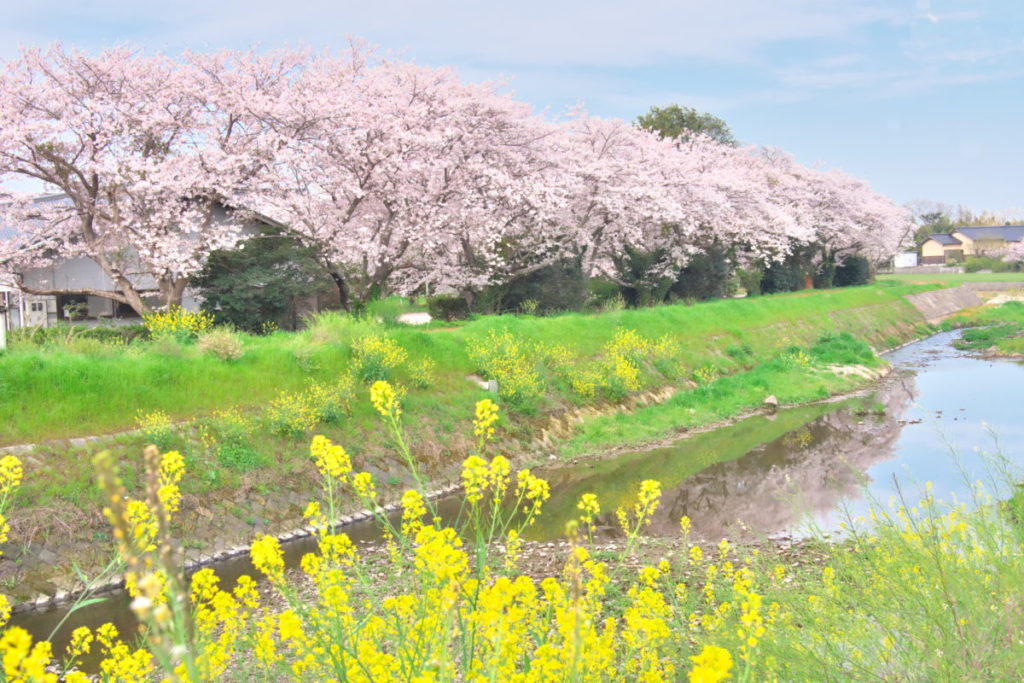 桜並木と菜の花